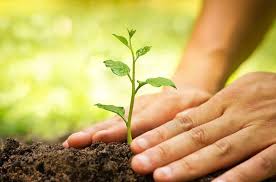 7 Health Benefits of Afforestation